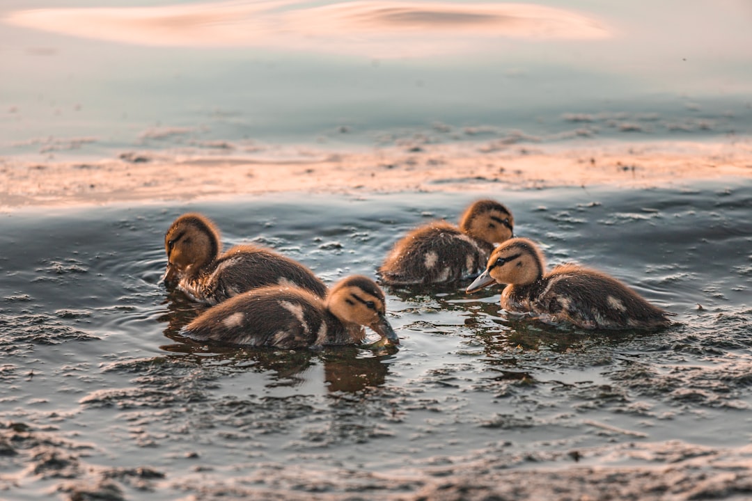 Photo Duckling swimming